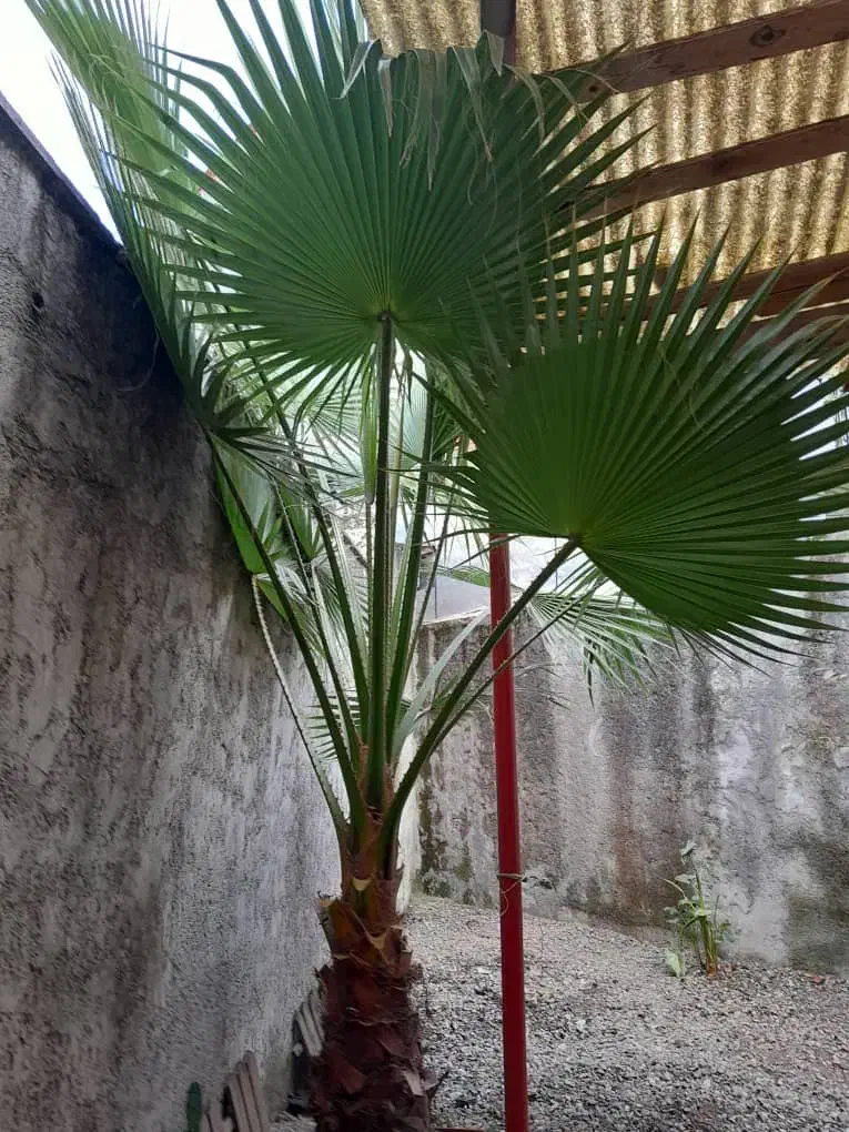 گل پالم حدود 3 متر داخل گلدان|گل و گیاه طبیعی|رشت, دیلمان|دیوار