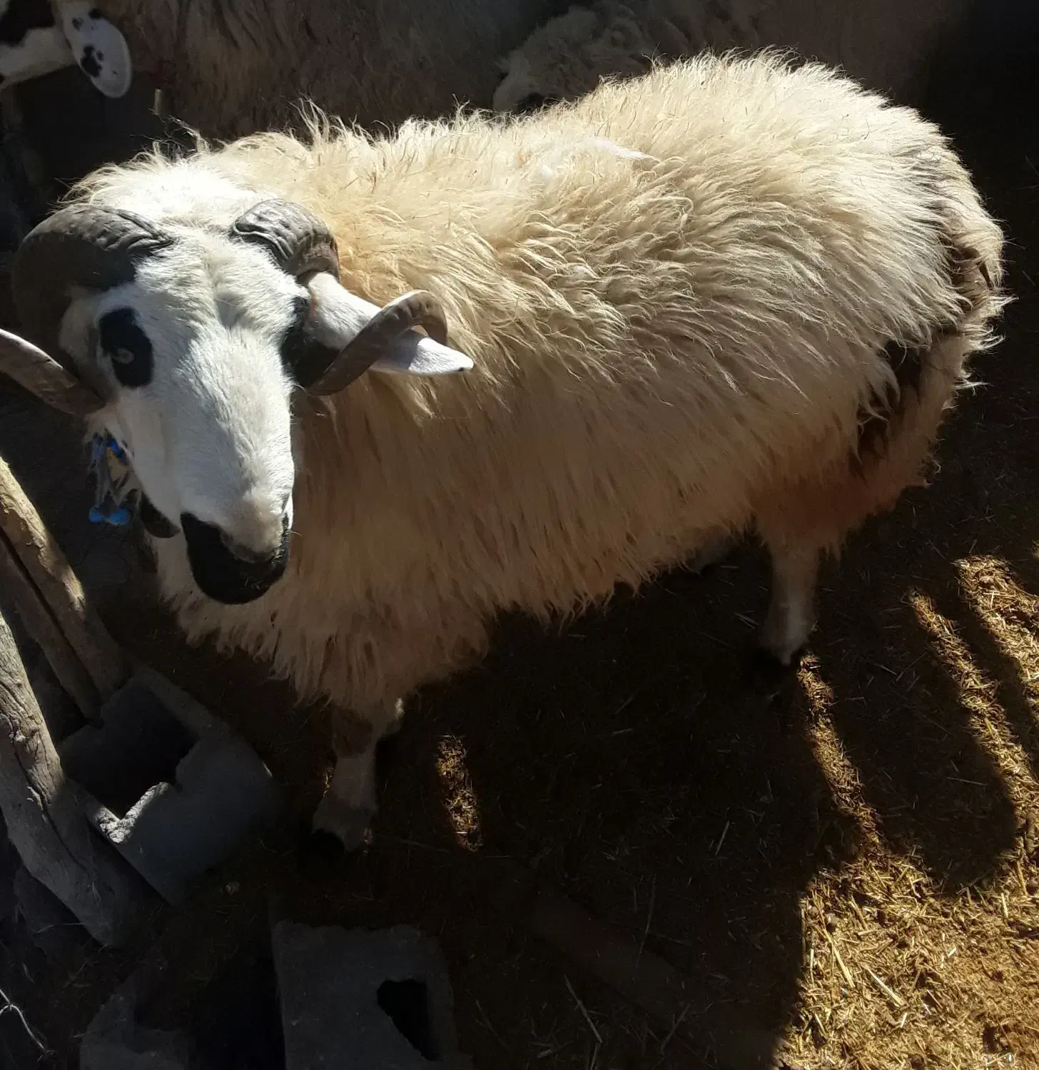 شیشک قوچ|حیوانات مزرعه|چاهک, |دیوار