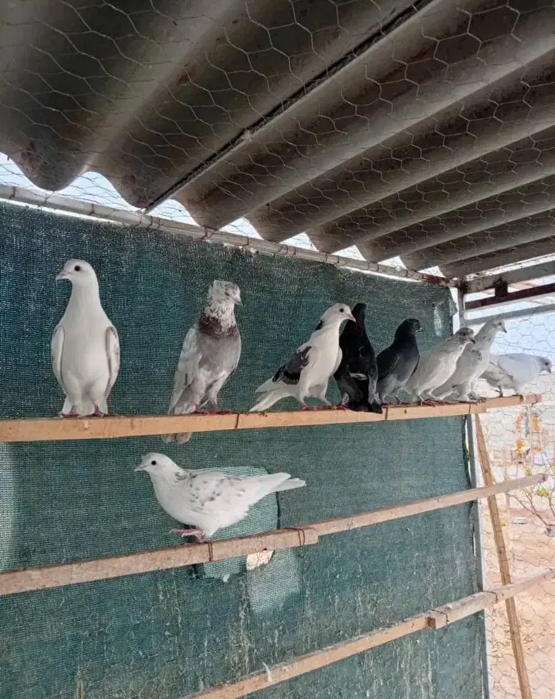 کبوتر پرشی|پرنده|ماهدشت, |دیوار