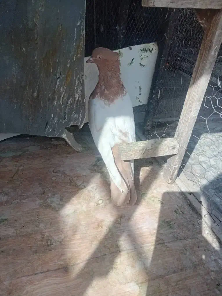 سینه زرد کفتر نر|پرنده|شیراز, تندگویان|دیوار