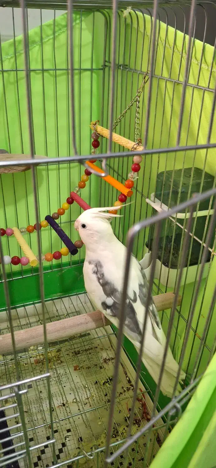 عروس هلندی سالم وسرحال|پرنده|اسلامشهر, شاطره|دیوار