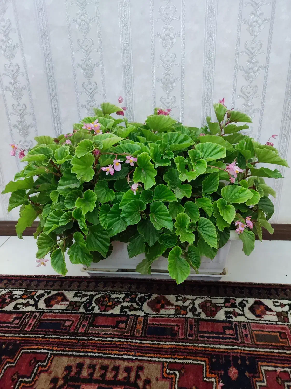 گل بگونیای عروس|گل و گیاه طبیعی|کندوان, |دیوار