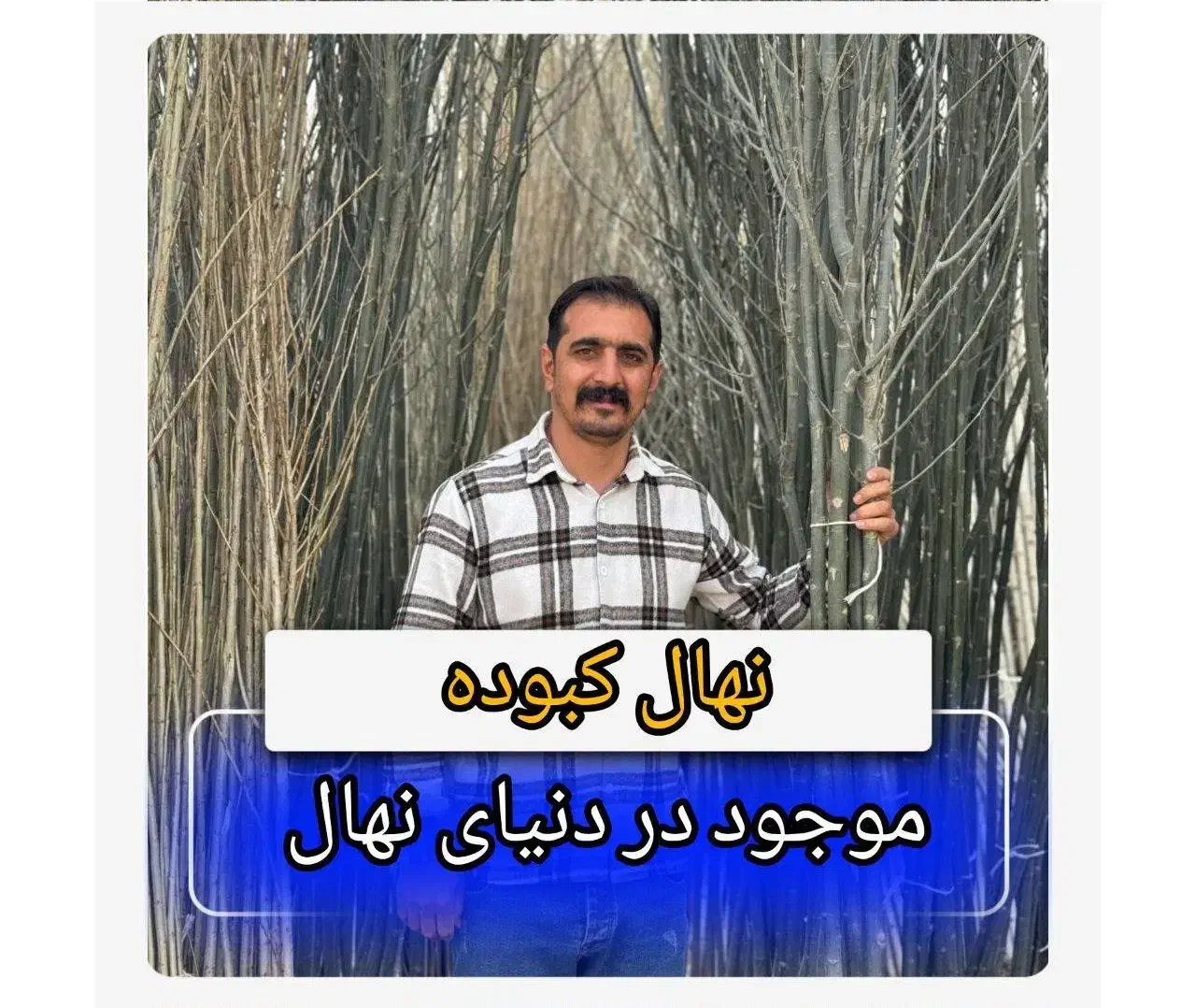 نهال کبوده یک ساله سریع الرشد|خدمات باغبانی و درختکاری|شوط, |دیوار