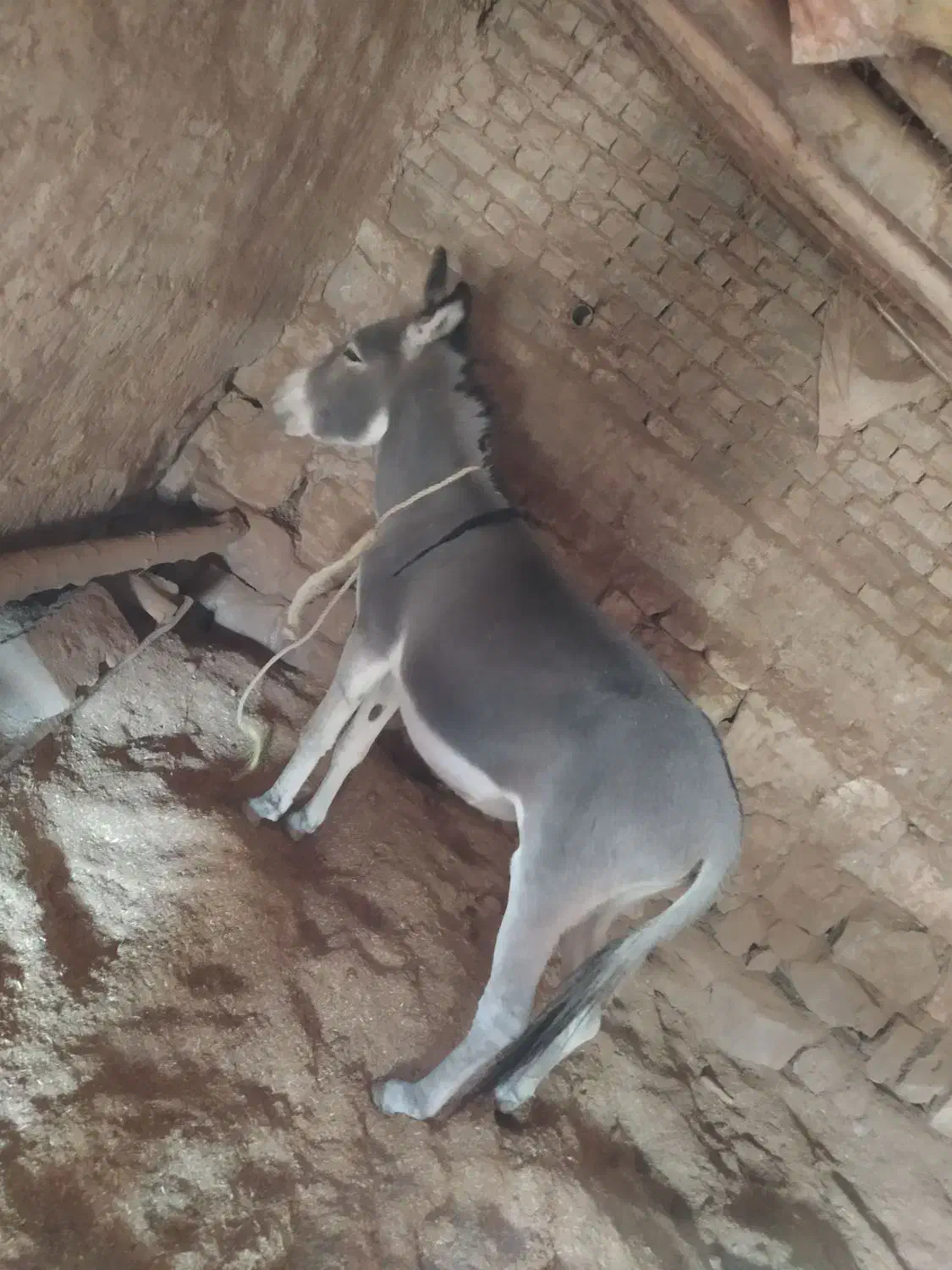 الاغ|حیوانات مزرعه|بجنورد, |دیوار