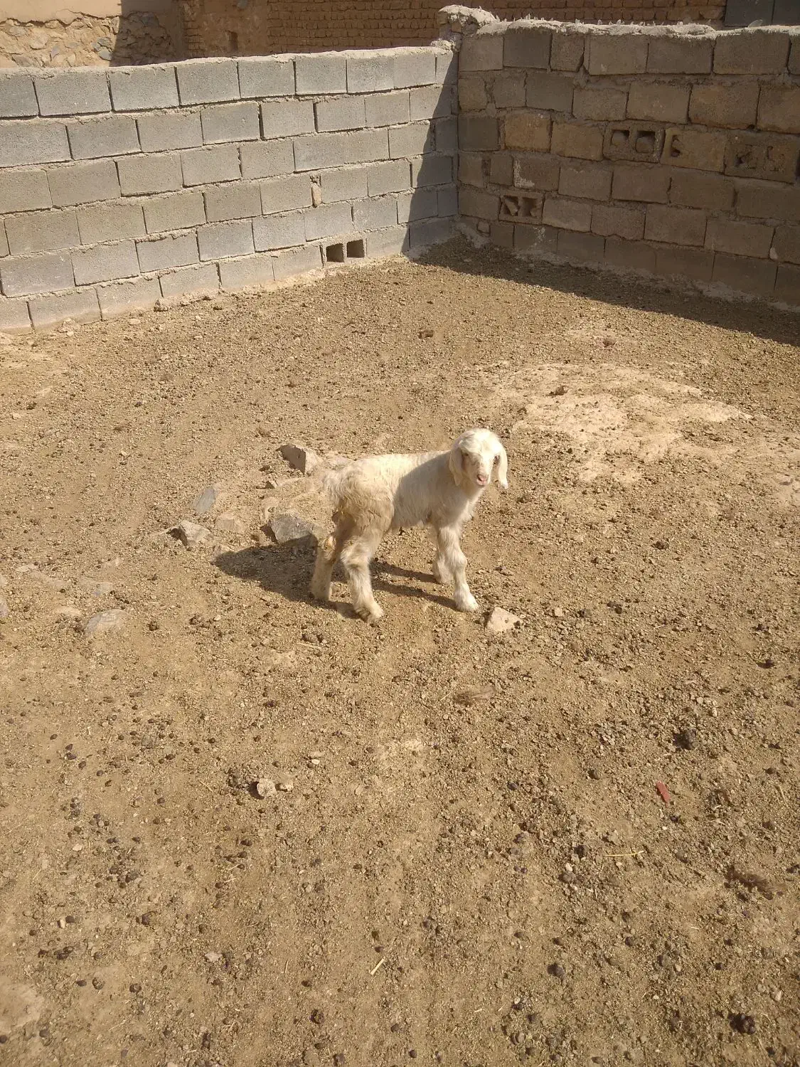 بره شیری|حیوانات مزرعه|مرودشت, رودبال|دیوار