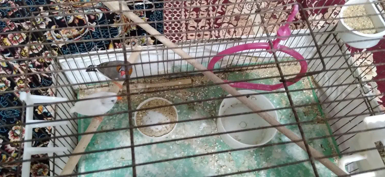 فنج|پرنده|خمین, |دیوار