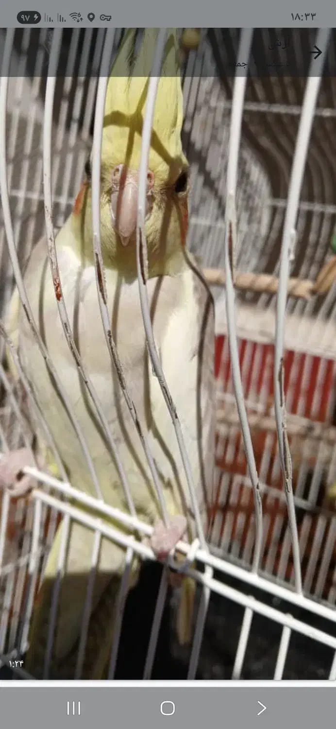 فروش یکجا عروس ومرغ عشق|پرنده|تهران, خرمشهر|دیوار