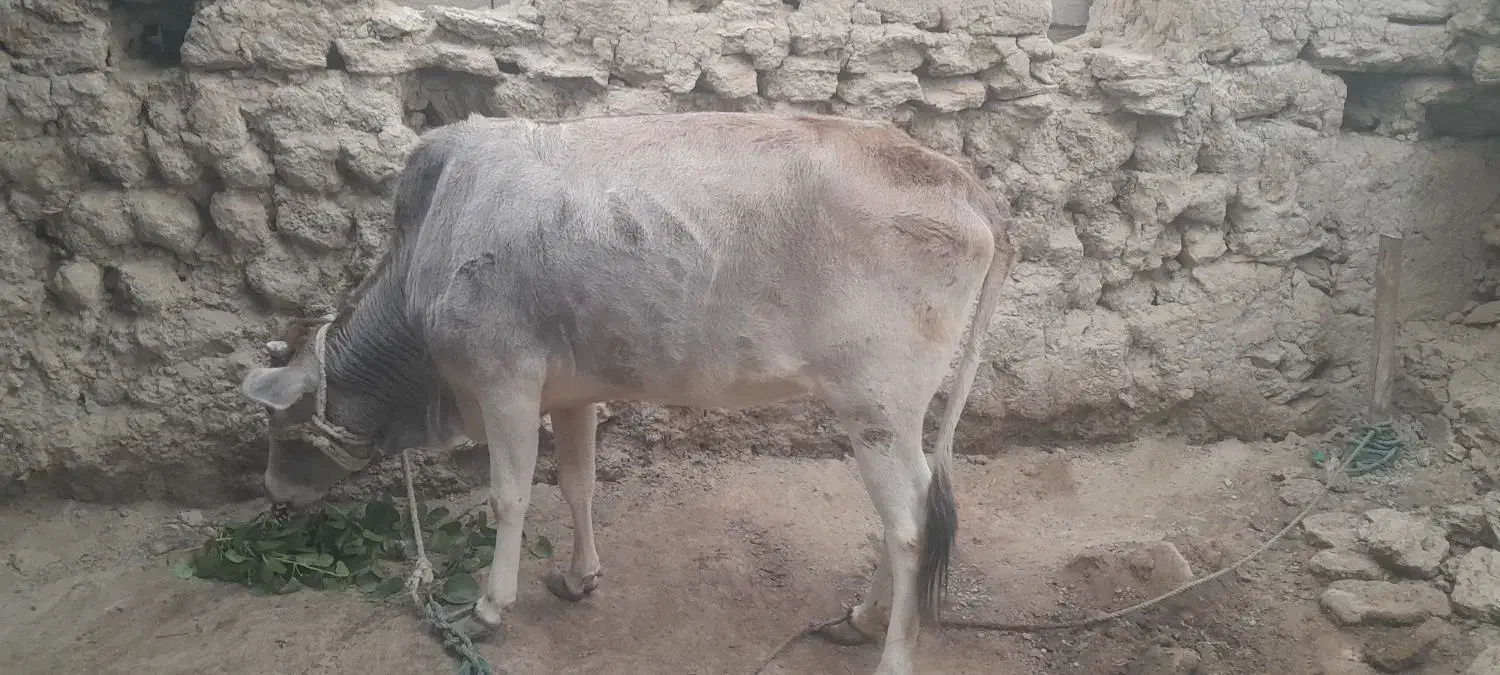 گوساله|حیوانات مزرعه|قشم, |دیوار