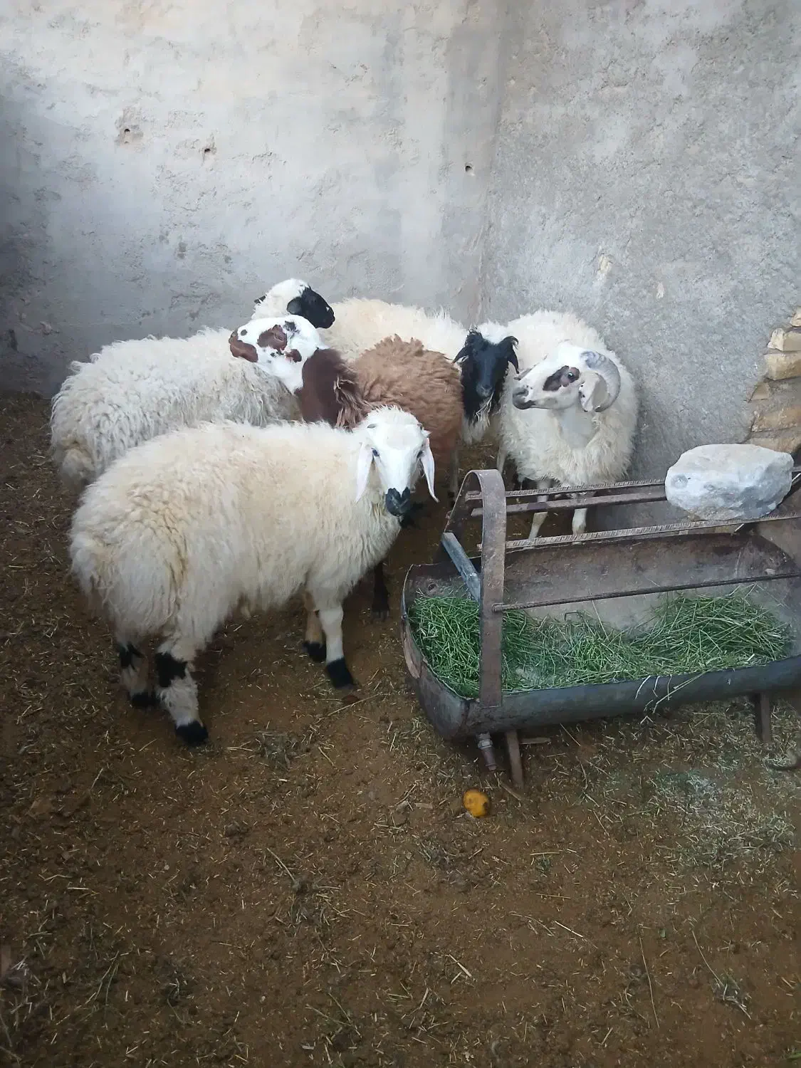 ۴عدد بره سبک دو عدد نر دو عدد ماده|حیوانات مزرعه|یزد, |دیوار