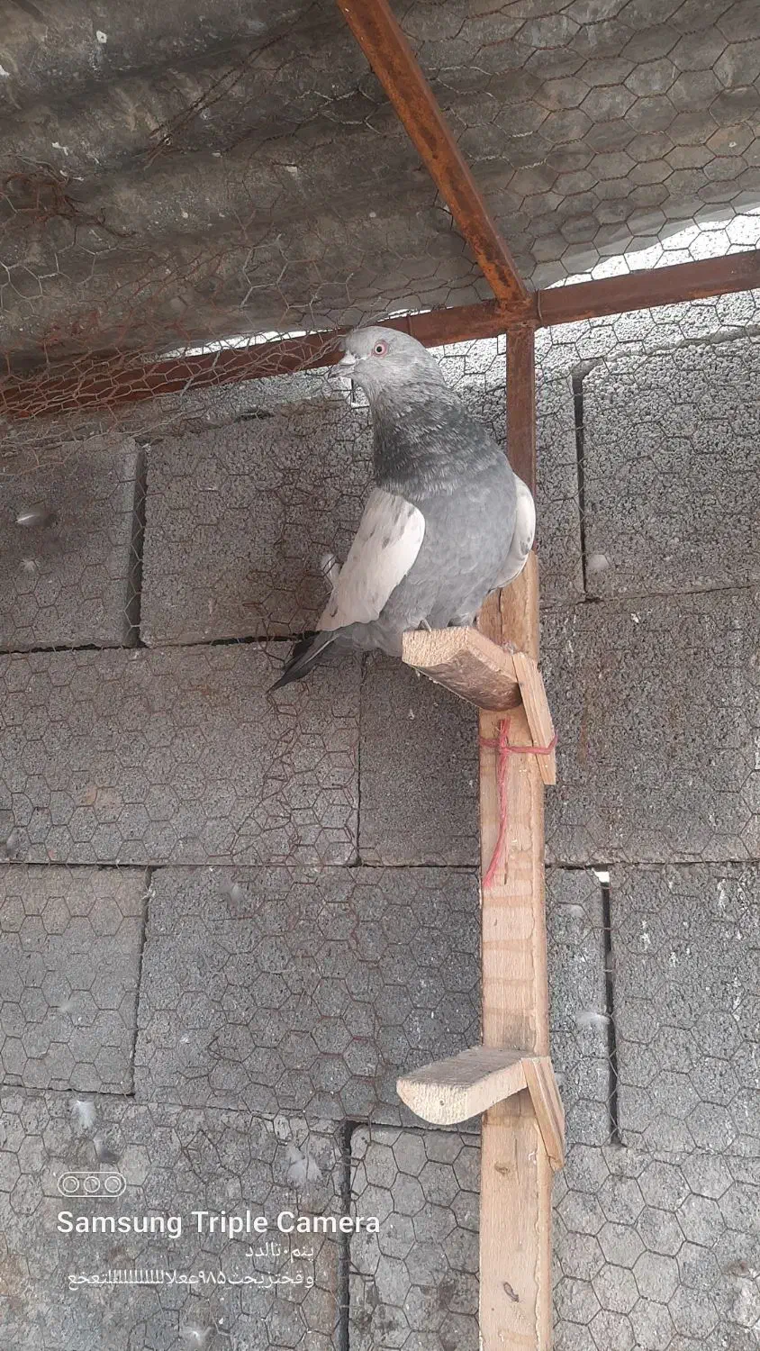 کبوتر سینه سبز|پرنده|مرودشت, کناره|دیوار