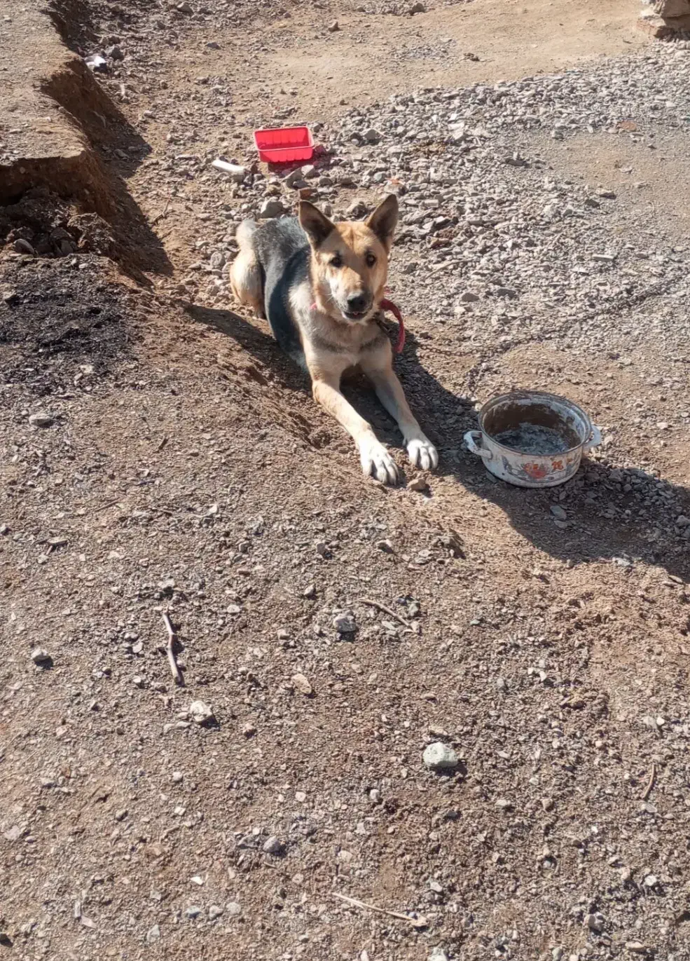 ماده ژرمن|سگ|بیرجند, |دیوار