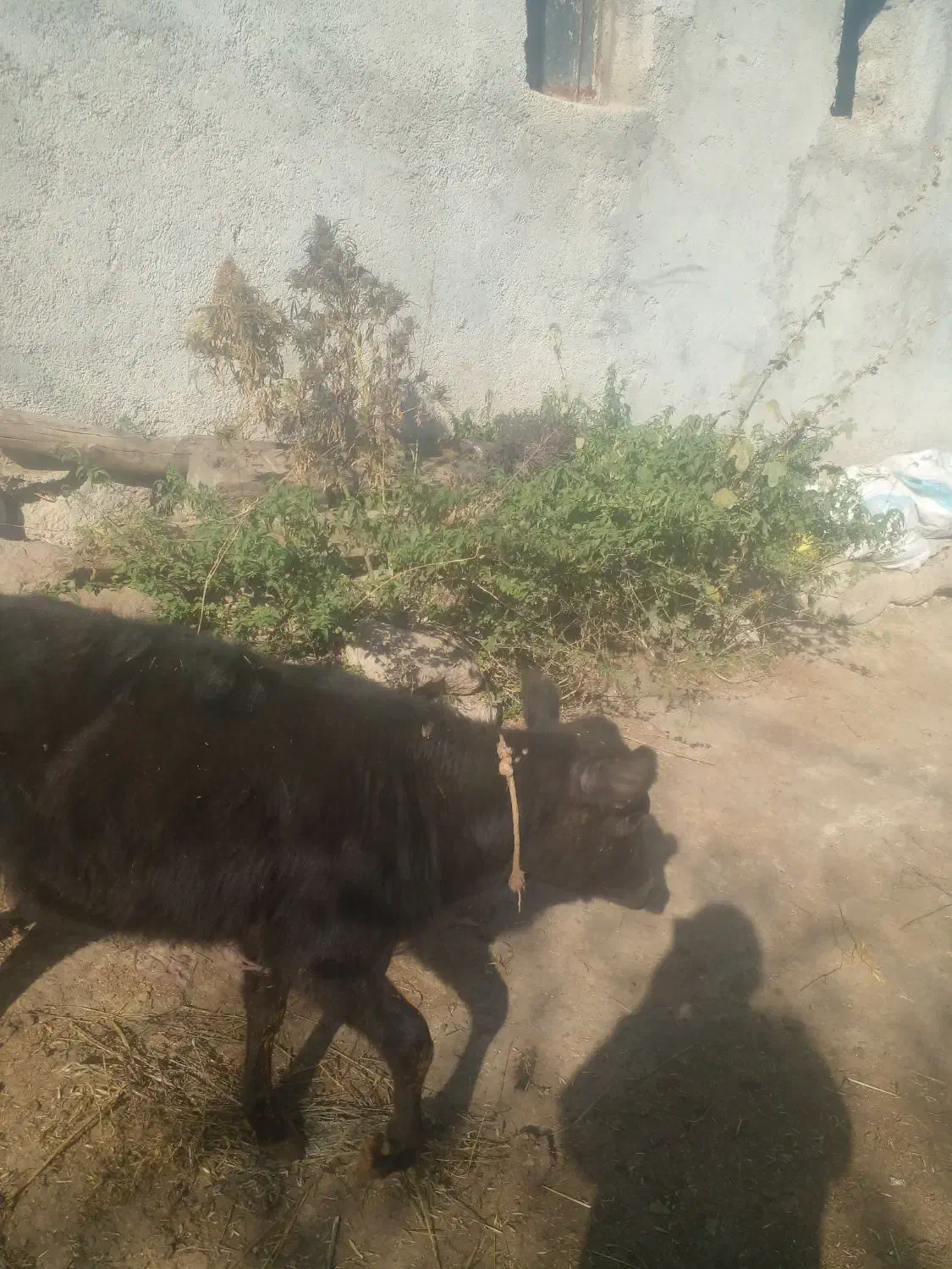 گاوگوساله ماده دامازدق|حیوانات مزرعه|اردبیل, |دیوار