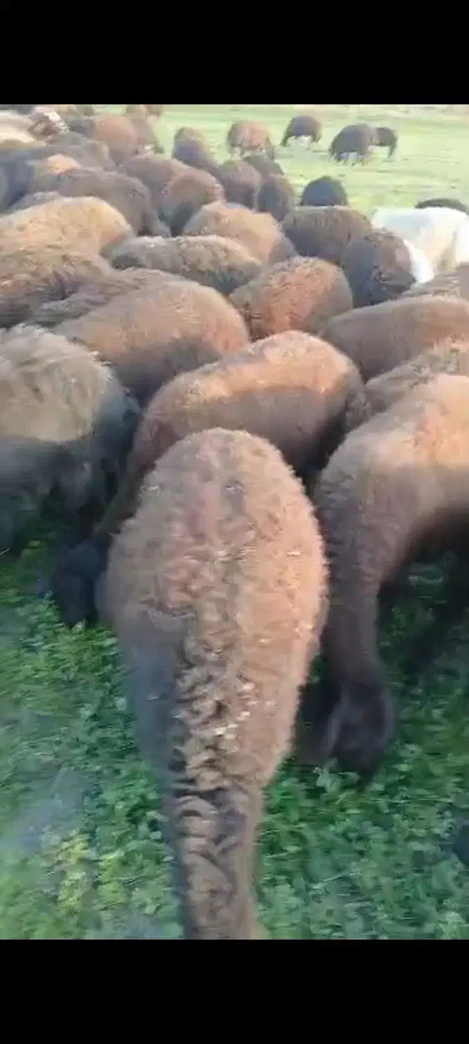 گوسفند قیزل افشار|حیوانات مزرعه|نوشین شهر, |دیوار