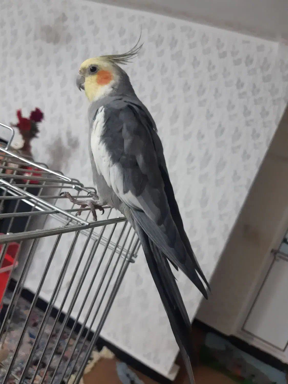 عروس هلندی نر سخنگو دستی ۸ ماهه سرحال|پرنده|یاسوج, |دیوار