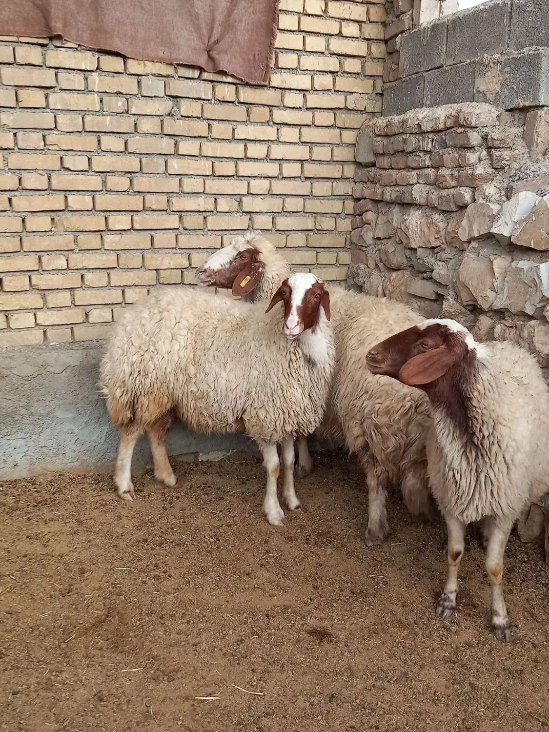 گوسفند میش سنجابی|حیوانات مزرعه|ماهیدشت, |دیوار