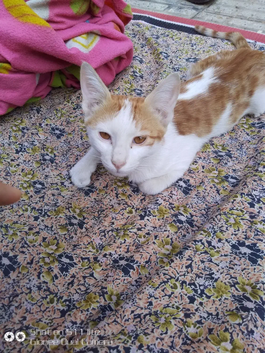 گربه زیبا خانگی مهربان|گربه|خوی, |دیوار