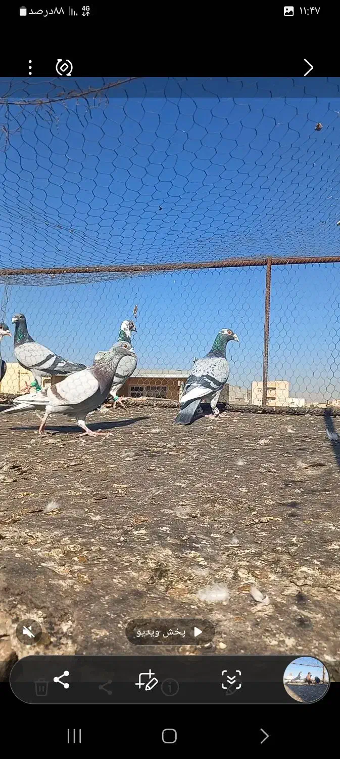 چند تا رنگه المانی|پرنده|تربت‌حیدریه, آسایش|دیوار