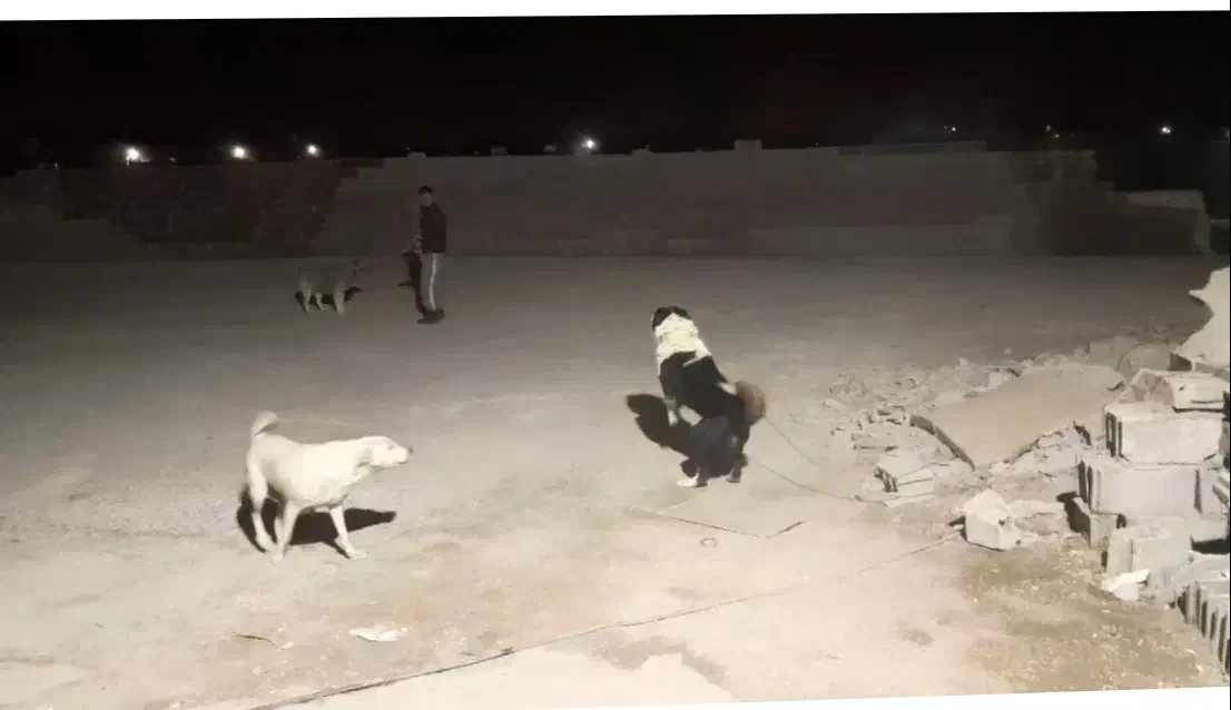 یک عدد سگ نگهبان|سگ|خاوران, |دیوار