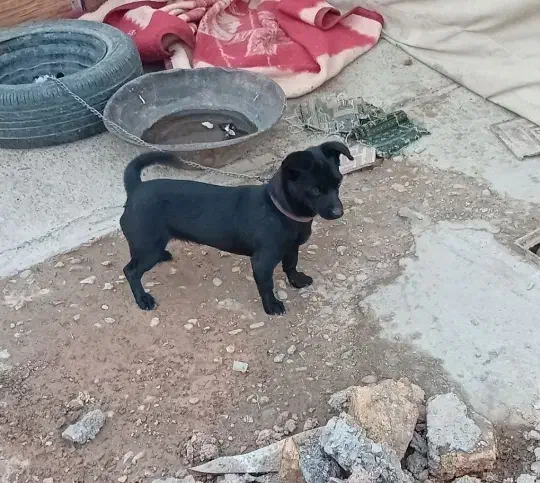 سگ پاکوتاه|سگ|اسلام‌‌آباد غرب, |دیوار