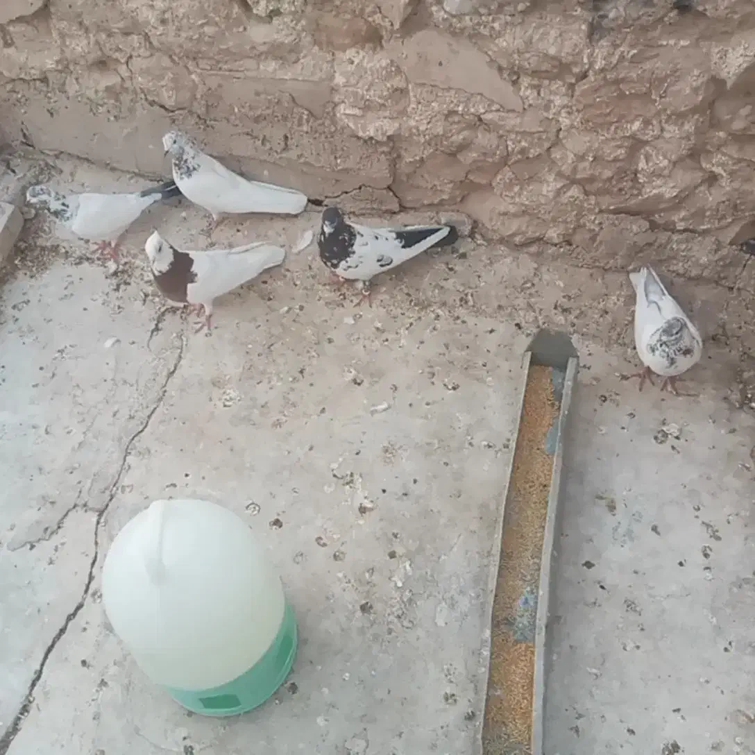 چند عدد پرنده|پرنده|مسجد سلیمان, |دیوار