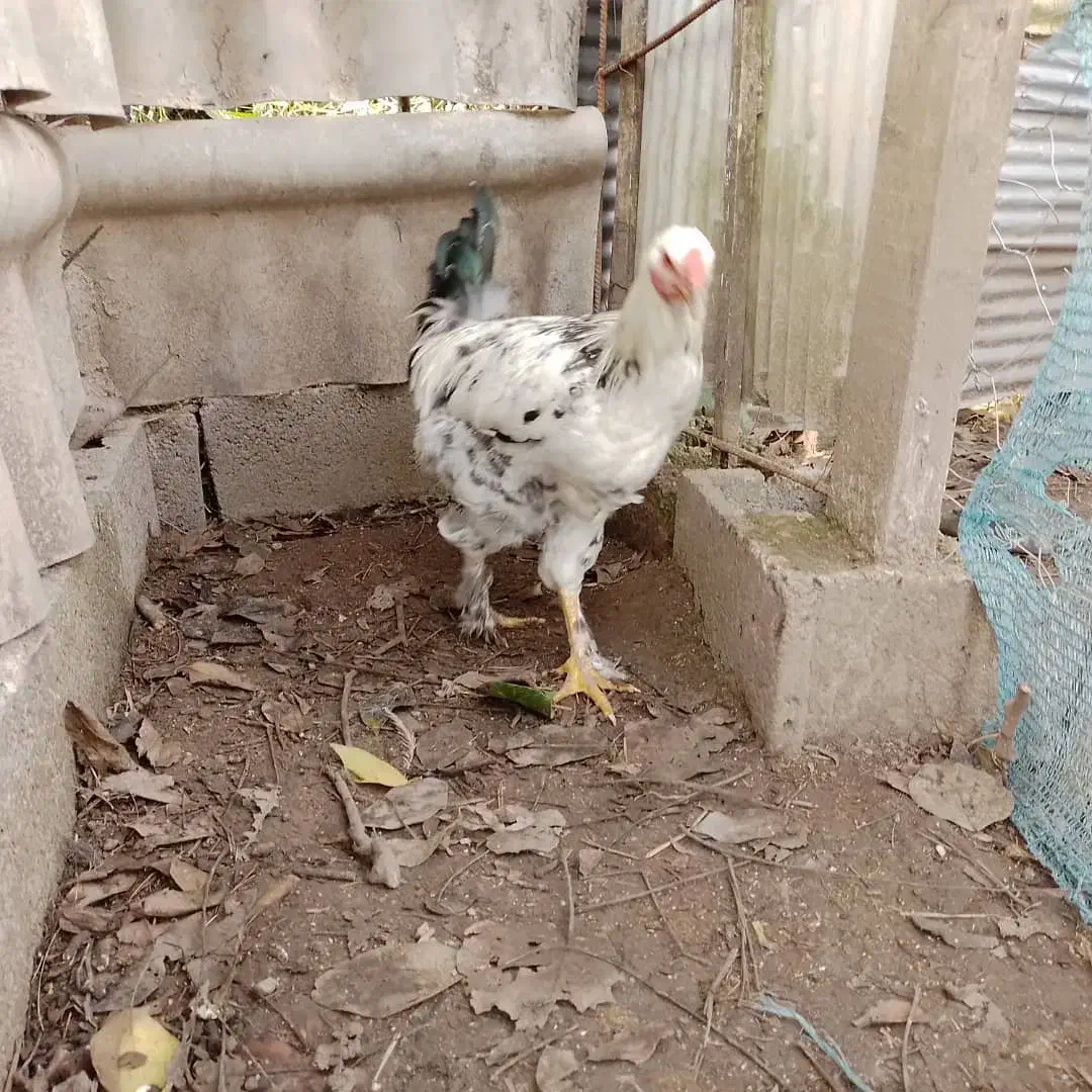 خروس|حیوانات مزرعه|رشت, فرزانه|دیوار