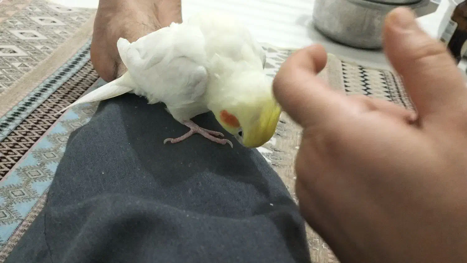 عروس هلندی سالم و بازیگوش سخنگو|پرنده|بیجار, |دیوار