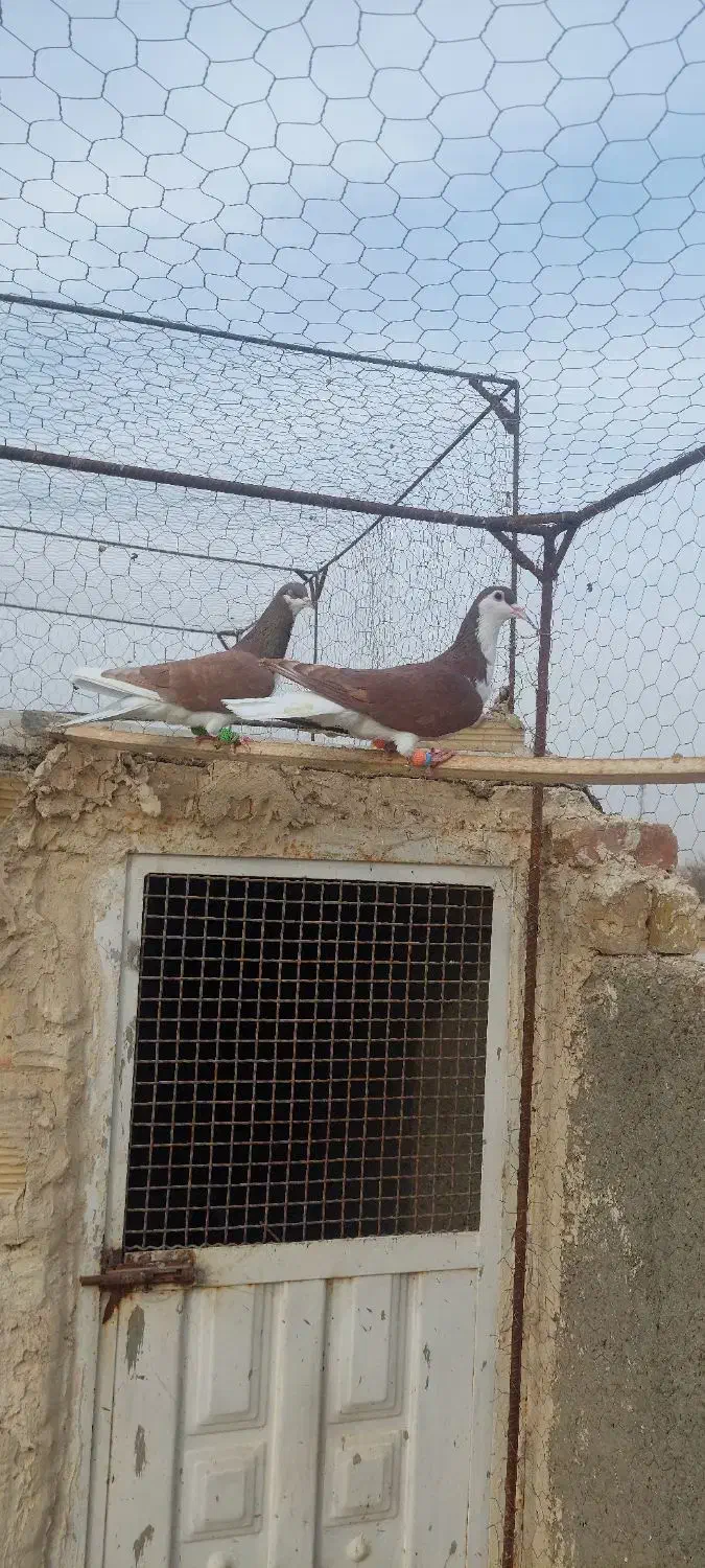 کبوتر پرشی سرخ خش رنگ|پرنده|اسفرورین, |دیوار