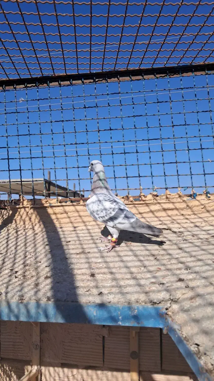 گرفتنی به شرط پرش|پرنده|سبزوار, غرب نیروگاه|دیوار