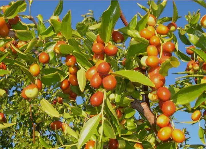 نهال عناب پیوندی|خدمات باغبانی و درختکاری|دیواندره, |دیوار