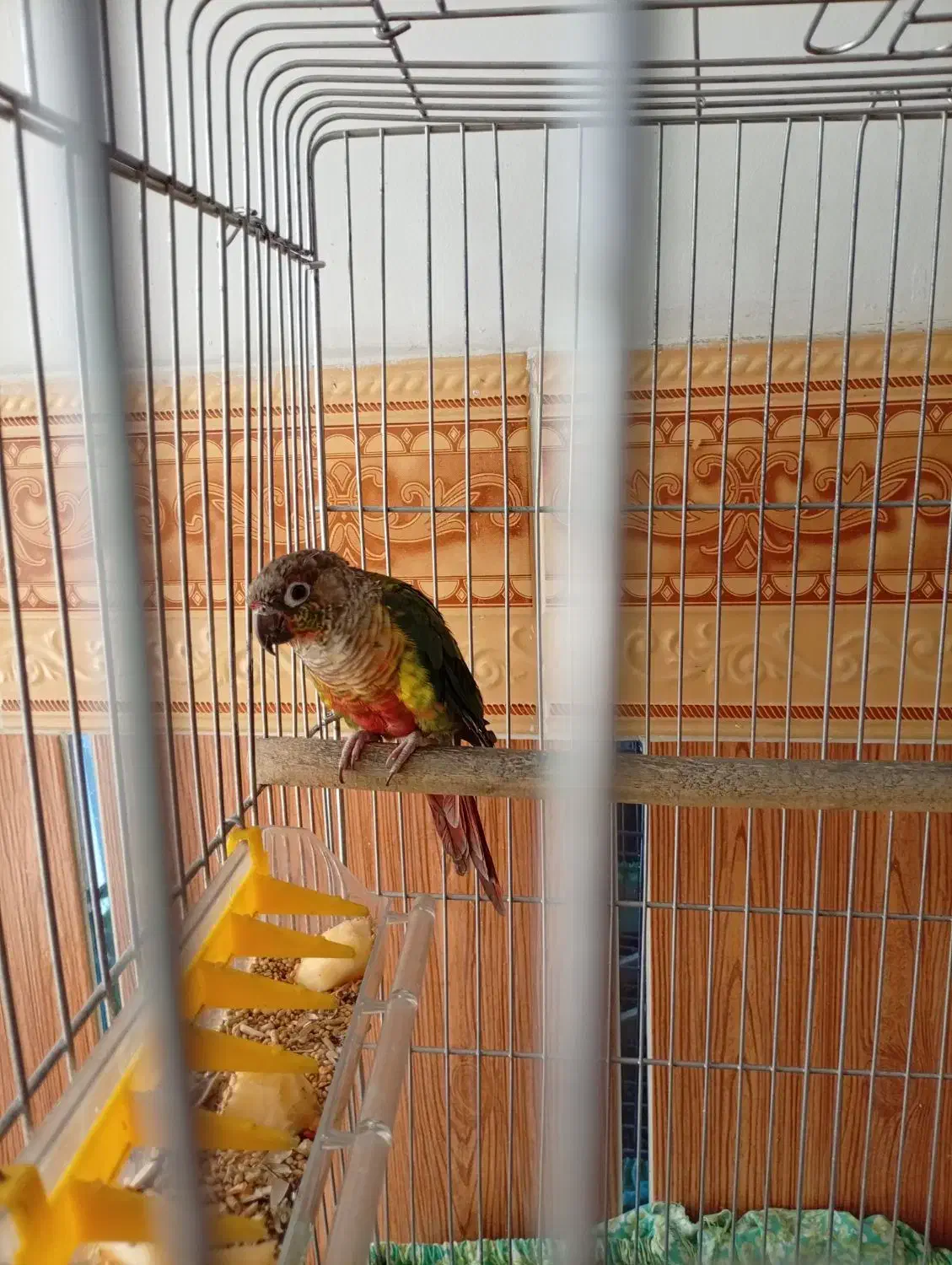 فروش طوطی گرینچیک|پرنده|بوکان, |دیوار