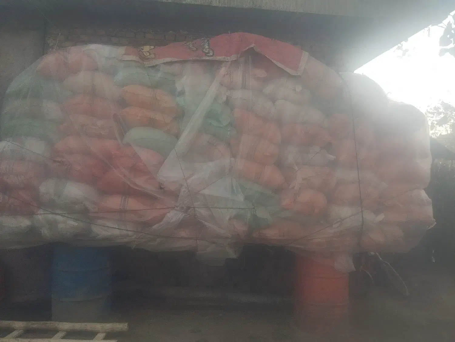 فروش کولش و سوپ گاو|حیوانات مزرعه|آستانه اشرفیه, |دیوار