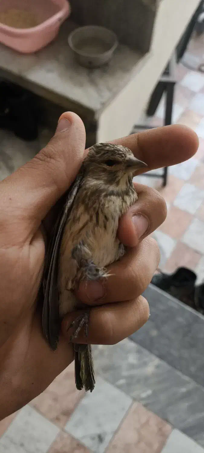 سهره|پرنده|اسلام‌‌آباد غرب, |دیوار