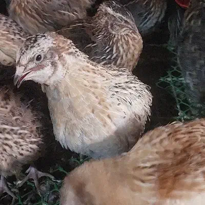 بلدرچین|پرنده|اهواز, کیانپارس |دیوار