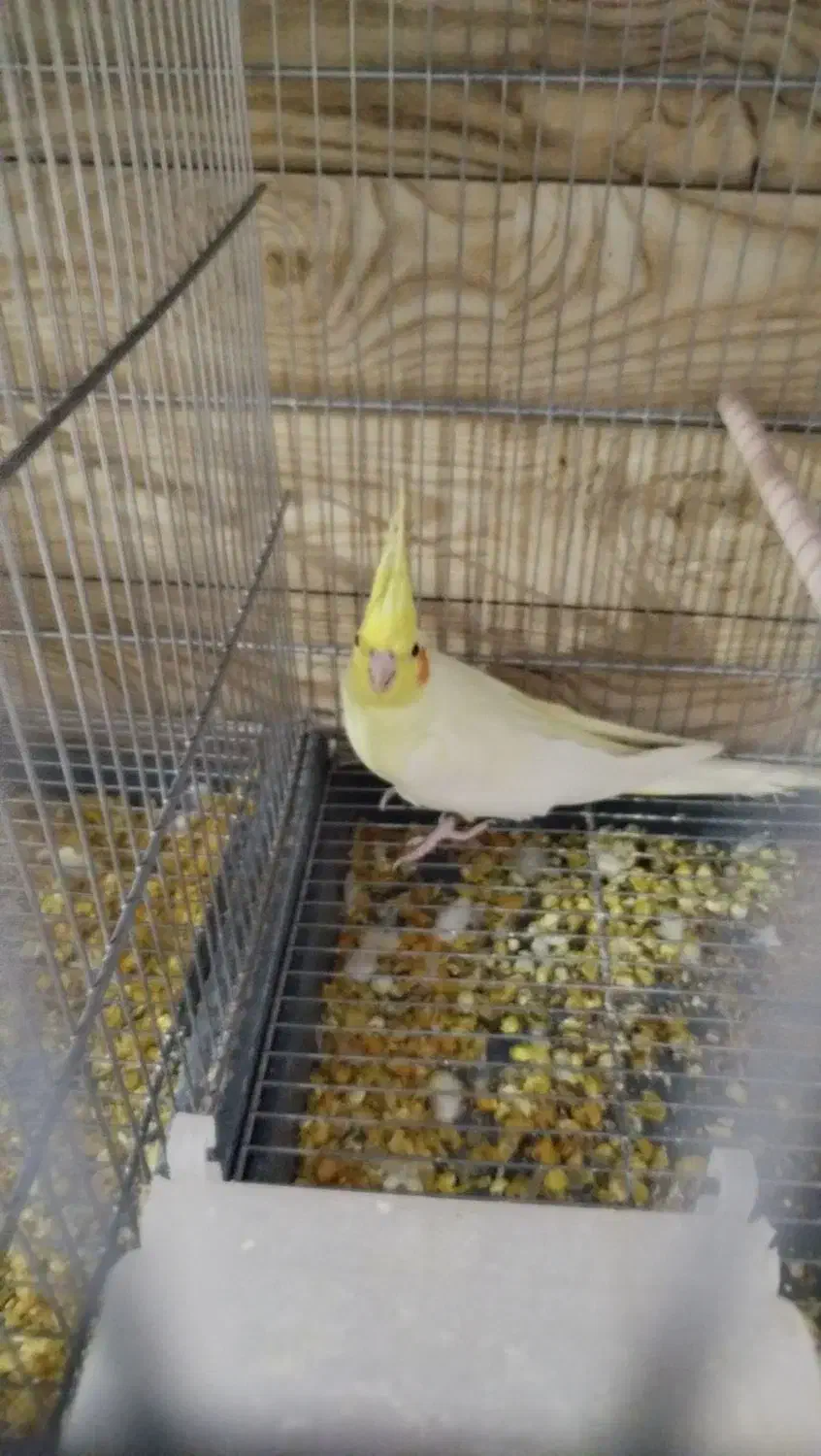 فروش انواع نژاد عروس هلندی مولد و جوجه|پرنده|ایلام, |دیوار