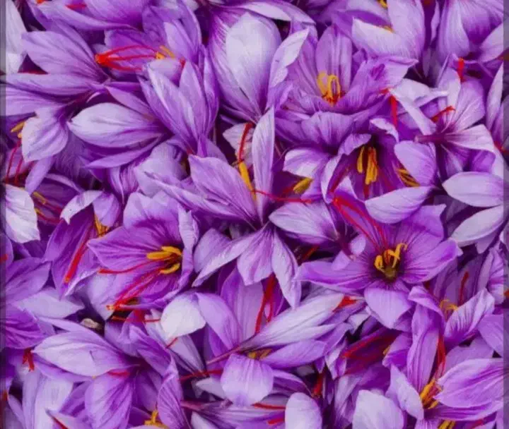 گل پاک میکنم|خوردنی و آشامیدنی|تربت‌حیدریه, قائم|دیوار