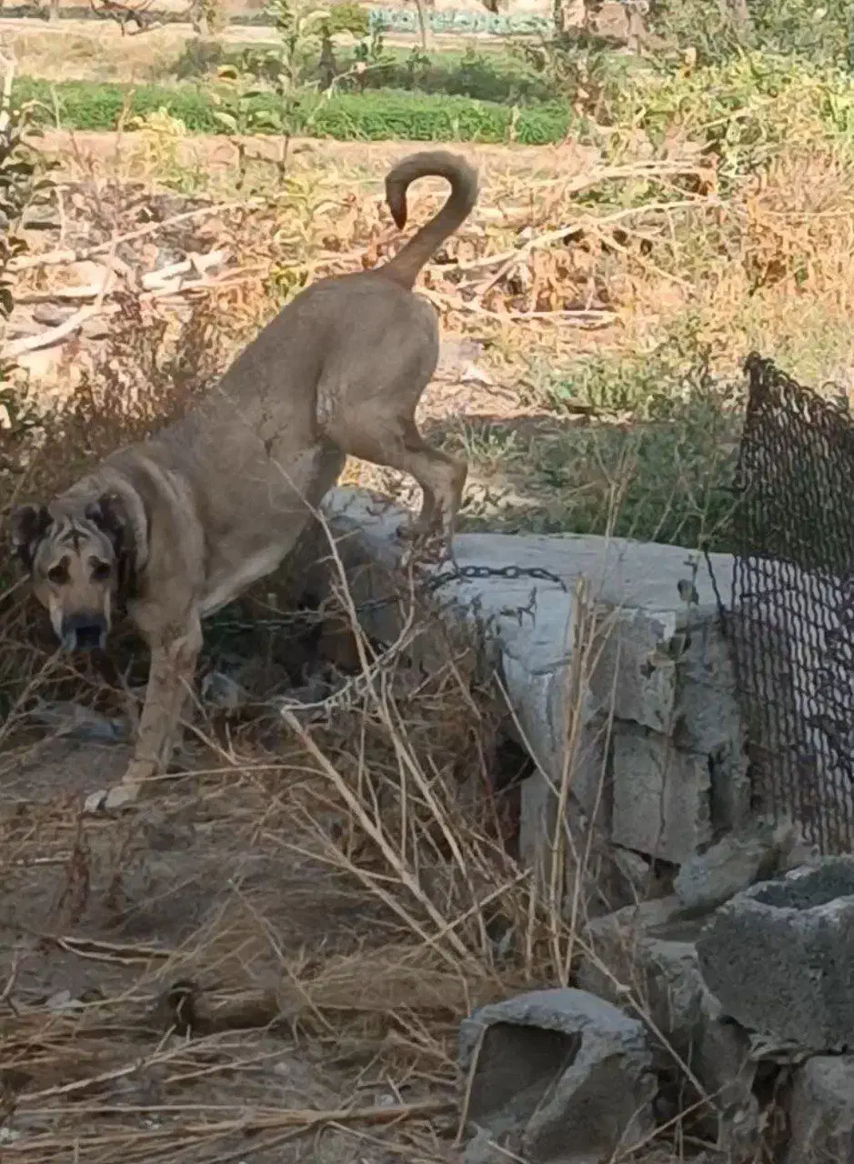 ماده سرابی دکور|سگ|سراب, |دیوار