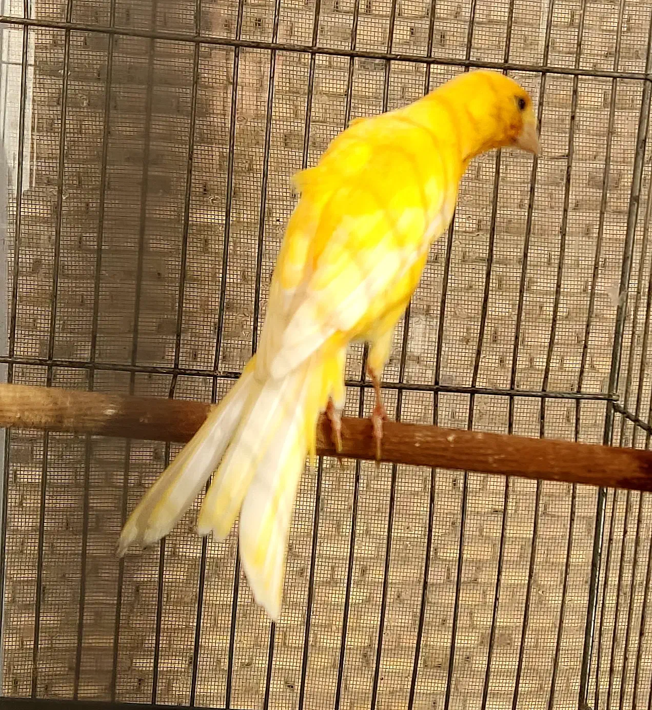 قناری طلایی نر|پرنده|قزوین, |دیوار