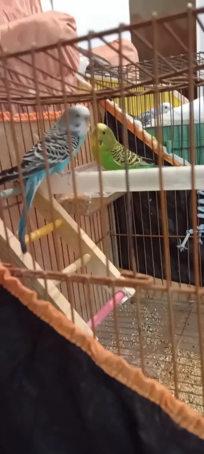 یک جفت مرغ عشق|پرنده|تبریز, |دیوار