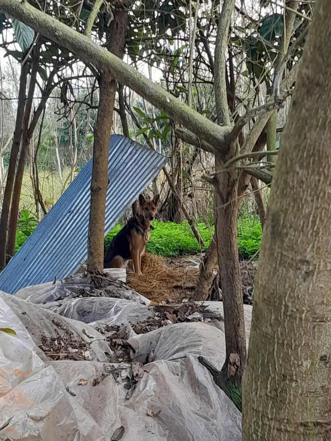 ژرمن ماده|سگ|لنگرود, |دیوار