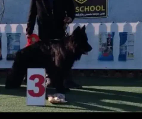 ژرمن بلک شولاین نر|سگ|رشت, منظریه|دیوار