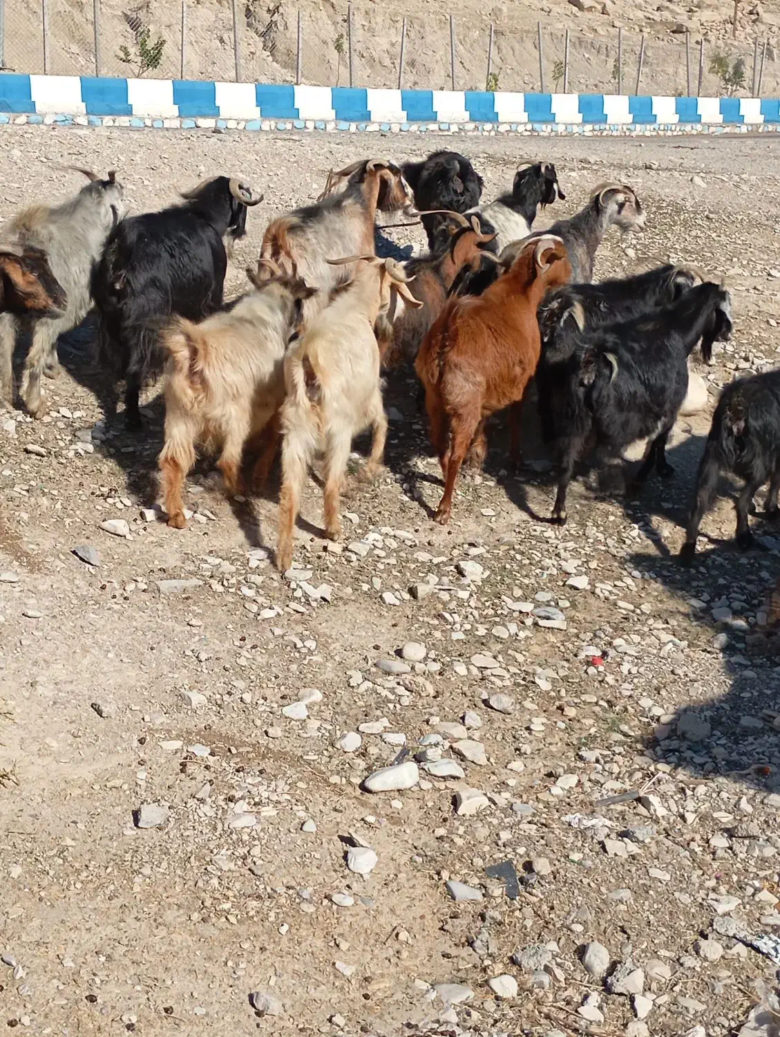 بز آبستن داشتی|حیوانات مزرعه|ملکشاهی, |دیوار