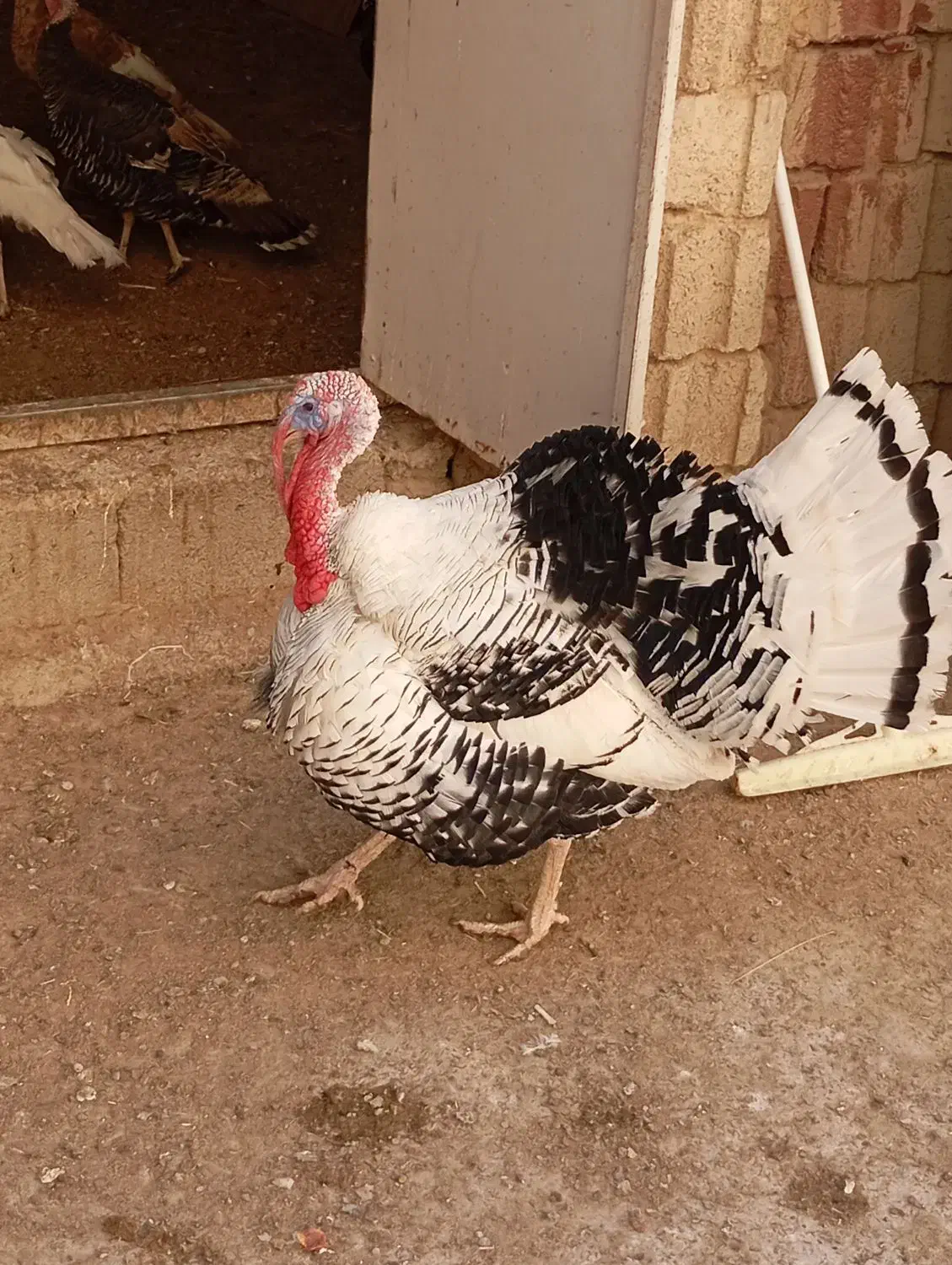 بوقلمون نر و ماده|حیوانات مزرعه|مرودشت, رودبال|دیوار