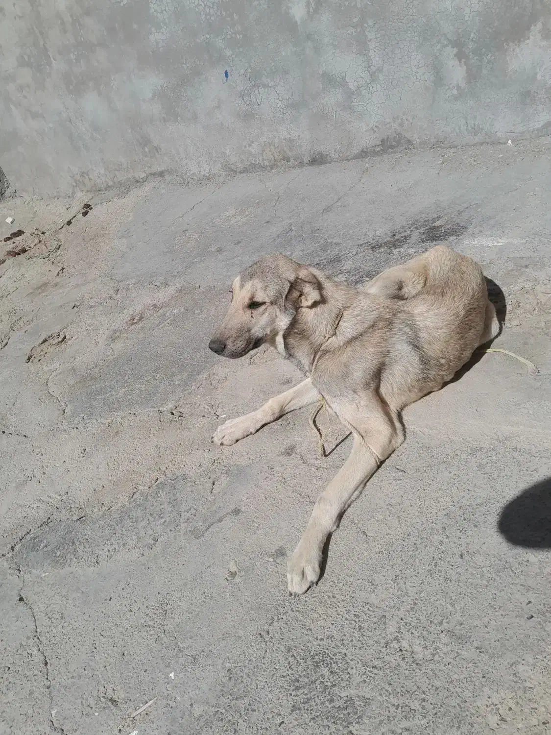 سگ سرابی|سگ|قروه, |دیوار