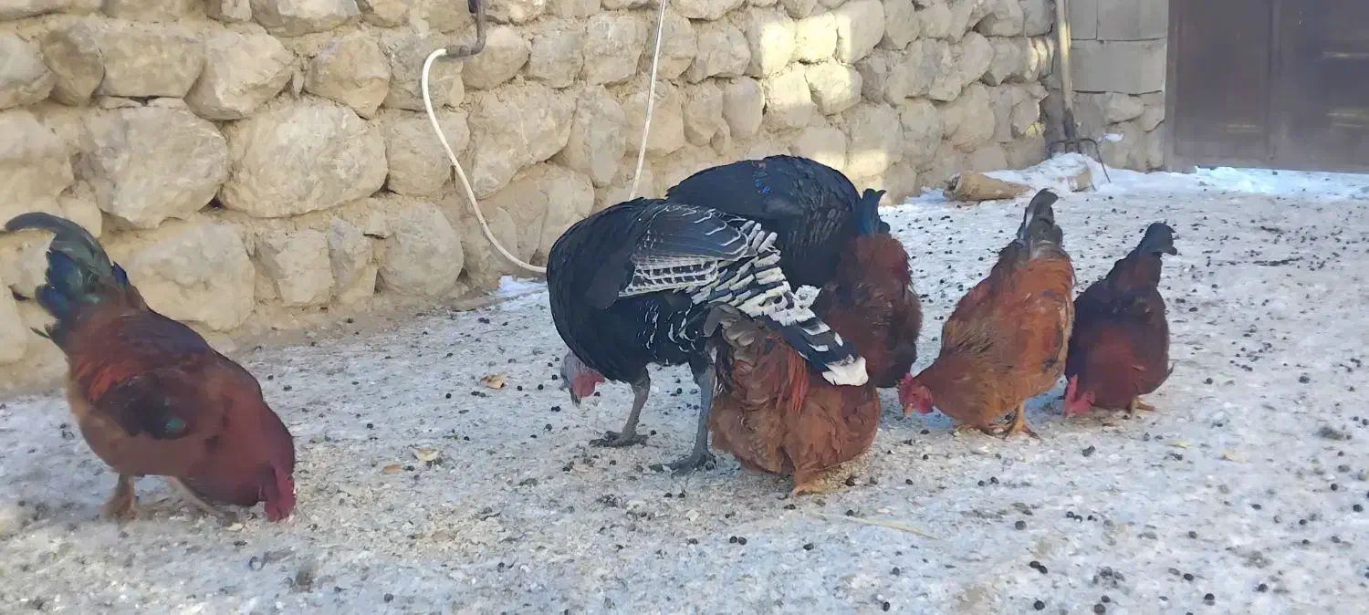 بوقلمون و خروس|حیوانات مزرعه|چالدران, |دیوار