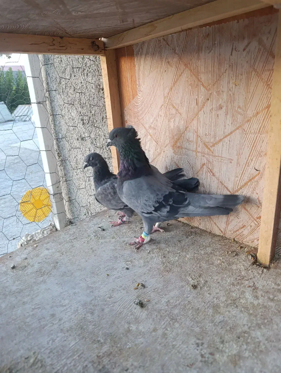 کفتر پرشی|پرنده|ازنا, |دیوار