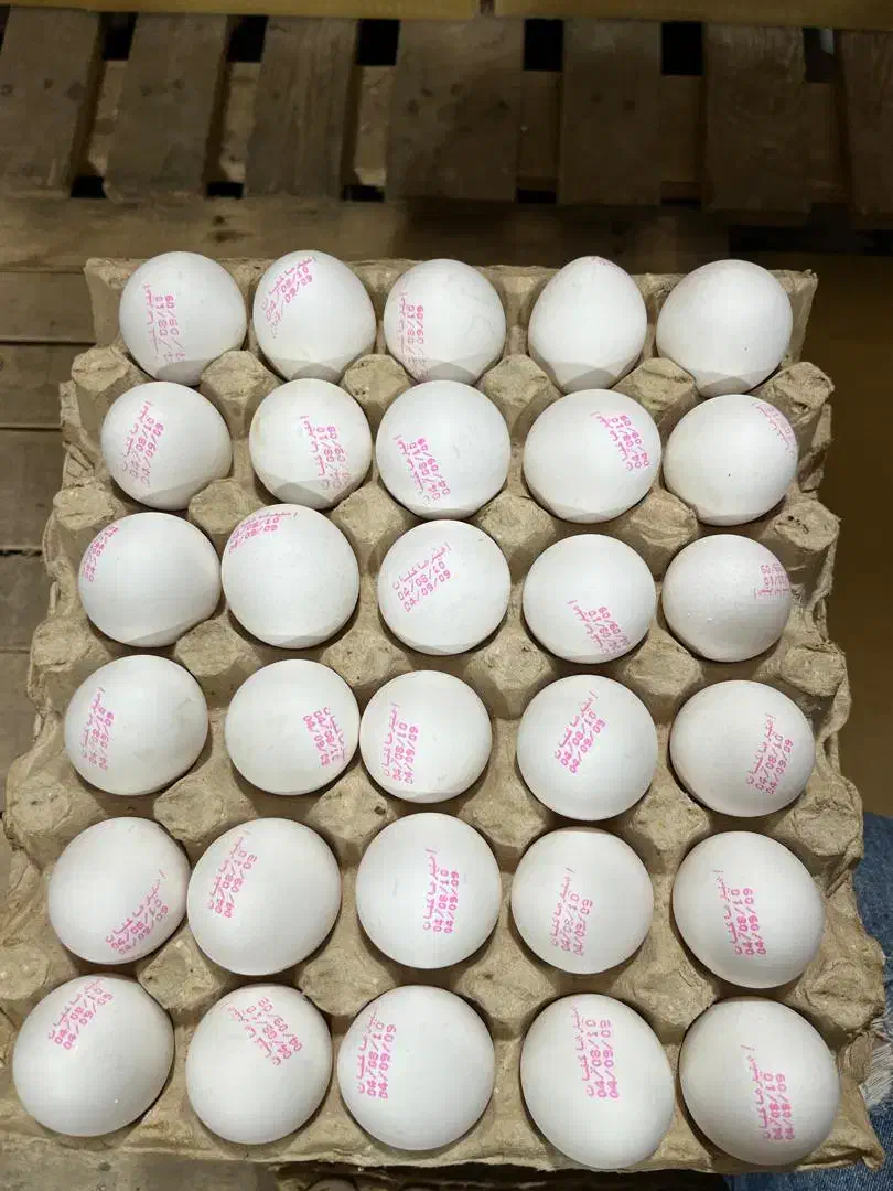 تخم مرغ سفید|خوردنی و آشامیدنی|قزوین, |دیوار