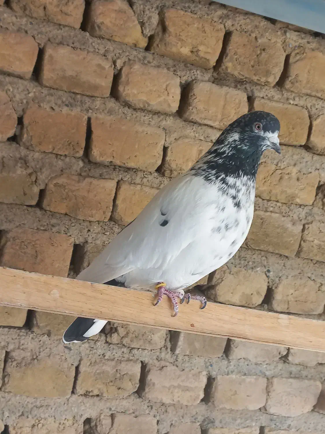 کبوتر پرشی|پرنده|هشتگرد, شهرک ولیعصر (مصلی)|دیوار