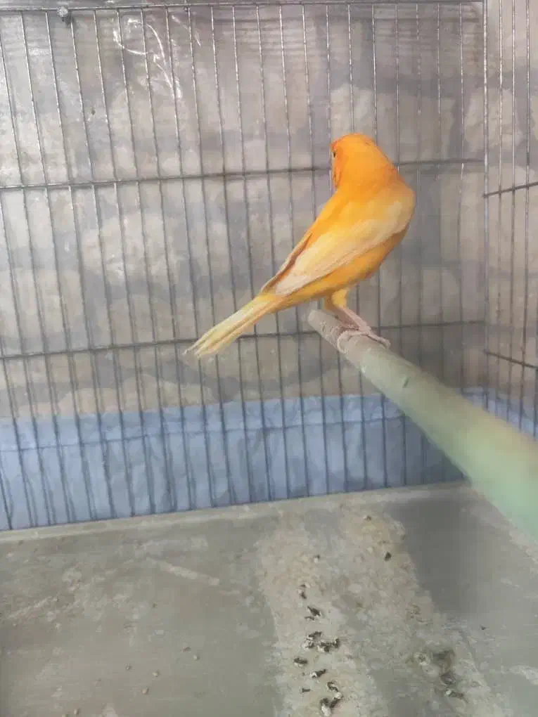 قناری|پرنده|تهران, مینابی|دیوار