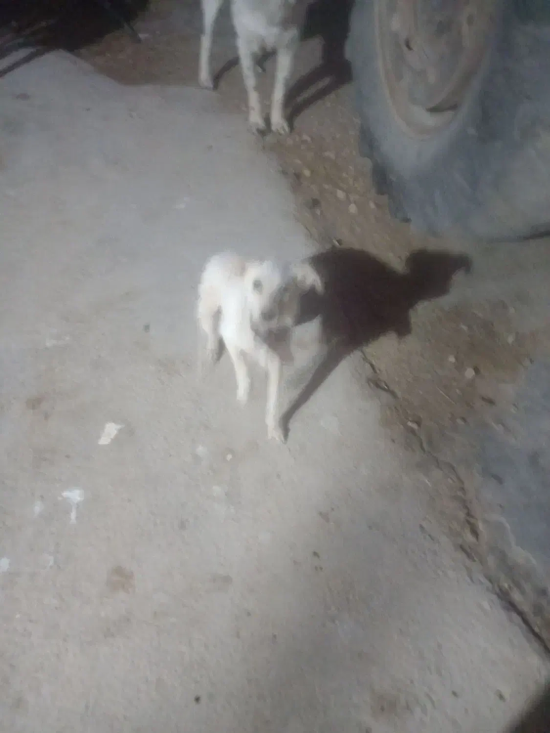 سگ پا کوتاه|سگ|خرمآباد, |دیوار