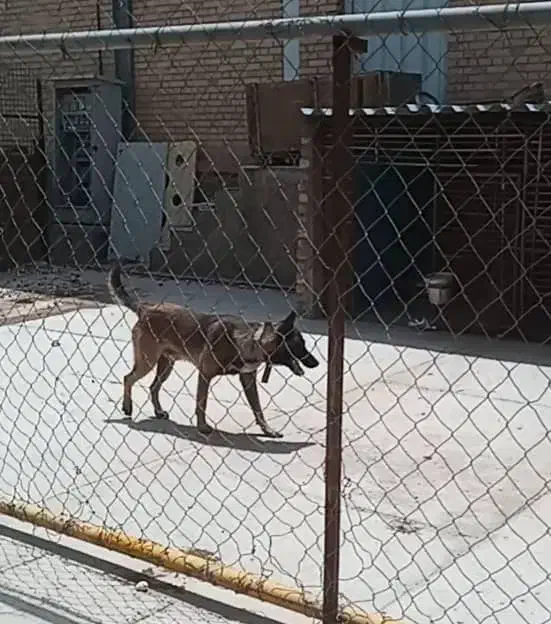 سگ مالینویز نر بالغ ۲ساله|سگ|اشتهارد, |دیوار